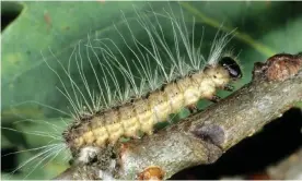  ?? Photograph: Alamy Stock Photo ?? Hairs on the oak procession­ary moth contain toxins that can cause severe dizziness and eye and throat infections.