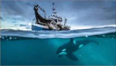  ??  ?? Strict management of the herring fishery in Norway has saved it from complete collapse. The herring numbers are now so numerous, they have drawn in huge numbers of humpback whales and are thought to sustain perhaps the largest gatherings of orca...