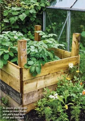  ?? ?? As potato plants grow, screw on more planks and add a fresh layer of soil and compost