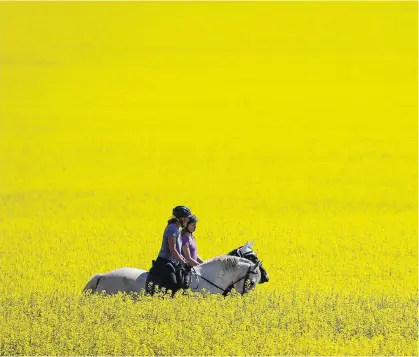  ?? THE CANADIAN PRESS FILES ?? The Chinese government recently agreed to postpone the imposition of new standards that would require dockage — extraneous material — in shipments of canola seed to be limited to no more than one per cent, down from 2.5 per cent.