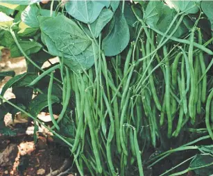  ??  ?? Optimum soil health leads to a healthy crop of beans “. . . Soil management is not well suited to fence-sitting. It is critically important to allow enough time to benefit from soil corrective­s before planting your crop and all too often, the last...