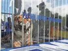  ?? JOE RONDONE, JOE RONDONE/THE COMMERCIAL APPEAL ?? Fans take photos of Tom III before Memphis plays against Navy at the Liberty Bowl Memorial Stadium on Thursday, September 26, 2019.