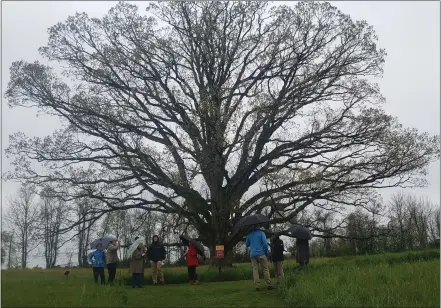  ?? BILL RETTEW-MEDIANEWS GROUP ?? The “Peacock Tree” at Bryn Coed Preserve.