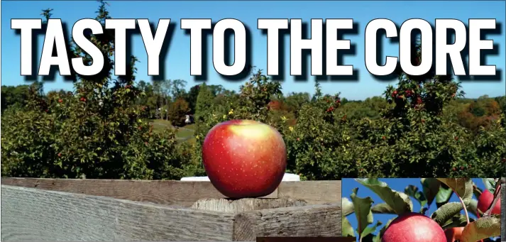  ?? PHOTO BY EMILY RYAN ?? Barnard’s Orchard grows around 30apple varieties with “some new ones coming.”