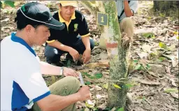  ?? CLAIRE LEOW/BLOOMBERG ?? Farmers are taught to graft healthy saplings to cocoa trees in South Sulawesi, Indonesia.