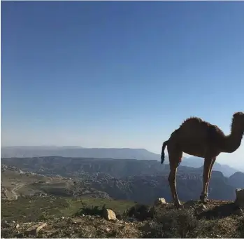  ??  ?? A hiker on the Jordan Trail makes friends with a camel near the historic Ottoman village of