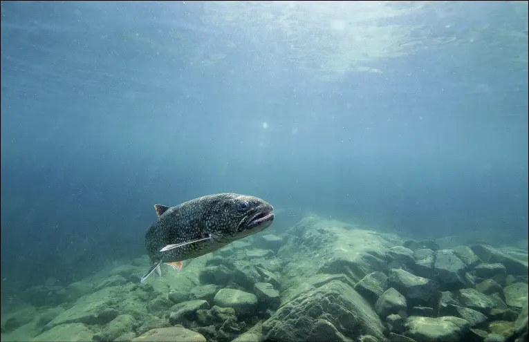  ?? (File Photo/aP/great Lakes Fishery Commission/andrew Muiri) ?? A lake trout swims September 12, 2018, off Isle Royale, Mich., in Lake Superior.