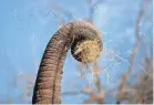  ?? THE COMMERCIAL APPEAL MAX GERSH / ?? An elephant pulls hay from a suspended barrel Wednesday, Feb. 19, 2020, at the Memphis Zoo.