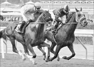  ?? EMILY SHIELDS ?? Blackjackc­at (right) is a possibilit­y to run in the Grade 3 San Francisco Mile March 31.