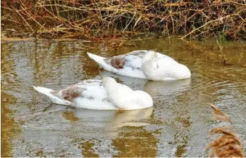  ??  ?? Warum diese zwei Schwäne auf der Donau ihre Köpfe ins Gefieder stecken? Vielleicht hat sie ja bereits die allgemeine Frühjahrs‰ müdigkeit befallen. Der Schnappsch­uss ist Rudi Brix aus Donauwörth (Landkreis Donau‰Ries) gelungen.