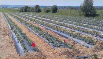  ??  ?? Au Québec, 42 % de la production de fraises est cultivée sur des sols considérés comme très drainants.