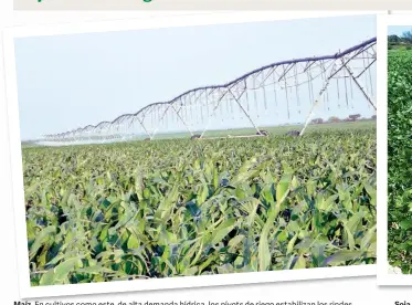  ??  ?? Maíz. En cultivos como este, de alta demanda hídrica, los pívots de riego estabiliza­n los rindes.