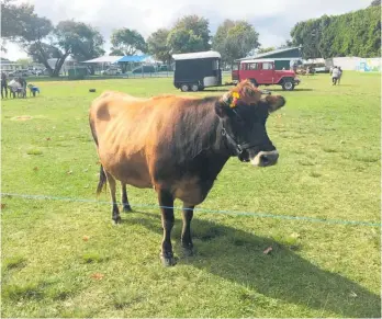  ?? Photo / Luke Kirkness ?? Daisy the cow was responsibl­e for the cow dump.