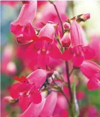  ??  ?? Penstemon
Andenken an Friedrich Hahn, otherwise known as Penstemon
Garnet