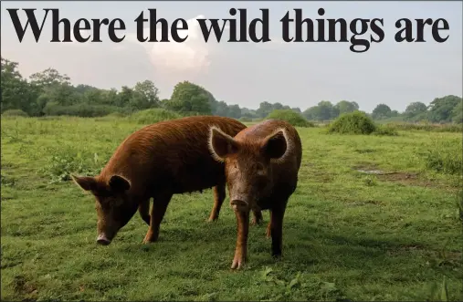  ?? Photos by Charlie Burrell ?? Knepp Castle doesn’t have all of Britain’s original breeds. Instead of wild boar, Knepp has an old English pig, the tall and rust-colored Tamworth.