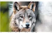  ??  ?? Naturschüt­zer fordern aktives Wolfsmanag­ement