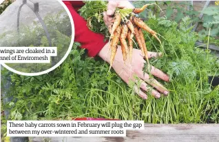  ??  ?? These baby carrots sown in February will plug the gap between my over-wintered and summer roots