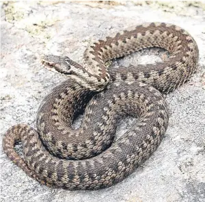  ??  ?? Adder activity peaks around late summer.