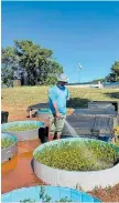  ?? / IMAGEN CORTESÍA DEL CENTRO DE CONSERVACI­ÓN Y RESTAURACI­ÓN ECOLÓGICA VIDA MARINA DE LA UNIVERSIDA­D DE PUERTO RICO, EN AGUADILLA ?? Cultivo. Plantas de mangle que crecen en el invernader­o de la Universida­d de Puerto Rico, en Aguadilla.