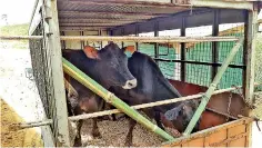  ?? ?? Cows being delivered to farmer Amal Suriyage’s Lammermoor estate in the Nuwara Eliya district in early 2018