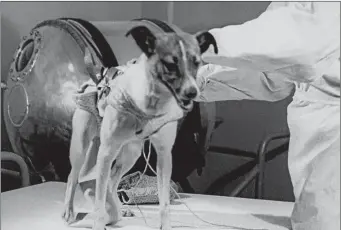 ??  ?? My name is Laika . . . the first dog in space met a tragic end