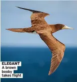  ?? ?? ELEGANT A brown booby takes flight