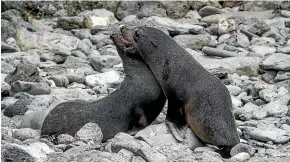  ??  ?? In the 19th century fur seals were hunted mercilessl­y by bored whalers, who made their pelts into hats. These days, seals send penguins scrambling as they come ashore.