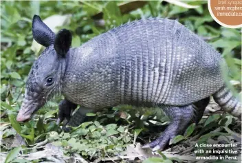  ??  ?? A close encounter with an inquisitiv­e armadillo in Peru.