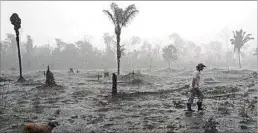  ??  ?? AMAZONIA. Brasil es el país que más bosque perdió el año pasado.