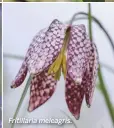  ??  ?? Fritillari­a meleagris.