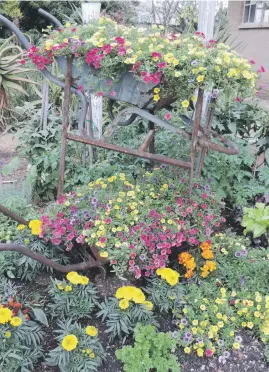  ??  ?? THE WHEEL TURNS. Repurposed wheelbarro­ws make a delightful colour splash in the garden.