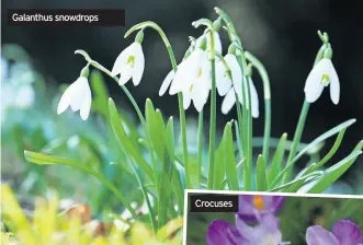  ??  ?? Galanthus snowdrops