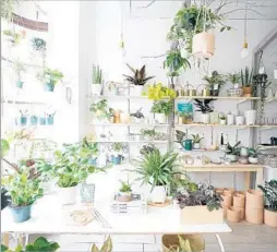  ?? Photograph­s by Danae Horst ?? “I WANTED to create a space where people could find a plant they’ve never seen before ... and leave feeling empowered,” Danae Horst says of her shop.