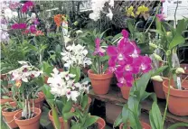  ?? Betty Cahill, Special to The Denver Post ?? A selection of orchids at a metro Denver garden center. After the outdoor growing season, we turn our focus inside to seasonal plants and the wide range of blooming and foliage house plants.