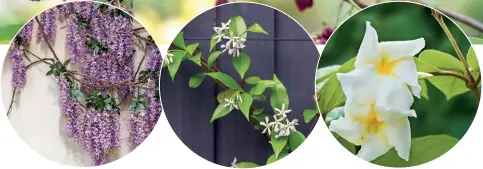  ??  ?? CLOCKWISE FROM MAIN
Chocolate vine’s sweet-smelling owers; climbing frangipani thrives in warm areas; Chinese star jasmine is a versatile climber; a wisteria dripping with racemes of spring blooms.