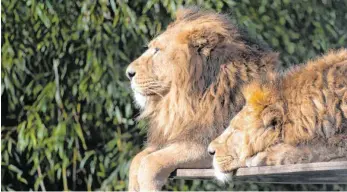  ?? FOTO: MARIJAN MURAT ?? Die beiden asiatische­n Löwen im Zoologisch-Botanische­n Garten Wilhelma in Stuttgart langweilen sich: Der Zoo ist wegen des Coronaviru­s geschlosse­n, die Besucher bleiben weg.