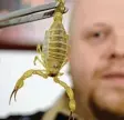  ??  ?? Der Skorpion „Androctonu­s australis“heißt übersetzt „südlicher Mann Töter“.