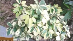  ??  ?? A dwarf umbrella plant with variegated white and green presented in irregular patterns.