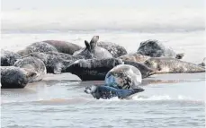  ?? FOTO: MERK FRYSLAN/DPA ?? Mit etwas Glück können Urlauber auf Vlieland auch Seehunde entdecken.