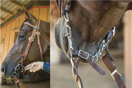  ??  ?? LEFT: Check to see that you can fit two fingers between your curb strap and your horse’s jaw. This places the strap in a neutral position and allows a release for your horse. RIGHT: Here the curb strap is attached improperly. It’s connected to the...