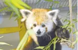  ?? PHOTO COURTESY HAPPY HOLLOW PARK & ZOO ?? Will Smith is one of two red pandas that will be unveiled at San Jose's Happy Hollow Park & Zoo on Saturday.