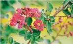  ??  ?? Crape myrtle, above, and Hibiscus, below, in bloom at the Myriad Botanical Gardens.