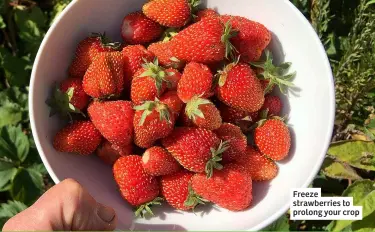  ?? ?? Freeze strawberri­es to prolong your crop