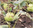  ?? FOTOS: KEVIN RUDNER ?? Kohlrabi ist in einem der Gärten zu finden.