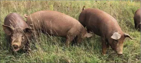  ?? PHOTO COURTESY OF PASTURE SONG FARM ?? Pigs “forage graze” at Pasture Song Farm.