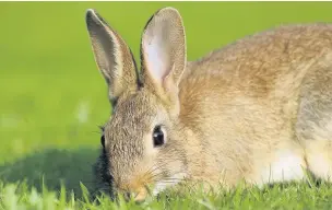  ?? Michael Sayles ?? ●● Rabbits have had to tough it out against many threats including the cruel virus myxomatosi­s