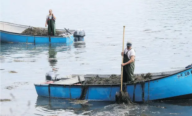  ?? PHOTOS FOR THE WASHINGTON POST BY DOUG STRUCK ?? Kenny Sulkowski, left, and Eric Newell harvest rockweed for Acadian Seaplants off the coast of Lubec, Me., the U.S.’s easternmos­t point.