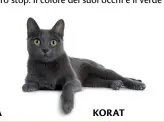  ??  ?? KORAT