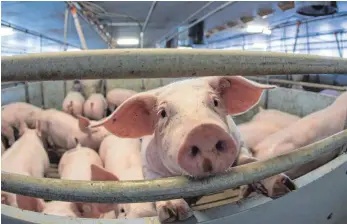  ?? FOTO: DPA ?? Junge Mastschwei­ne: Bis 2020, so die Hoffnung des Bauernverb­andes, soll jedes fünfte Schwein in Deutschlan­d unter der Initiative Tierwohl gemästet werden.