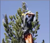  ?? PERRY BACKUS — RAVALLI REPUBLIC, FILE ?? In 2013, Gabe Thorne, of Hamilton, climbs to the top of a whitebark pine in Sula, Mont., to collect cones.